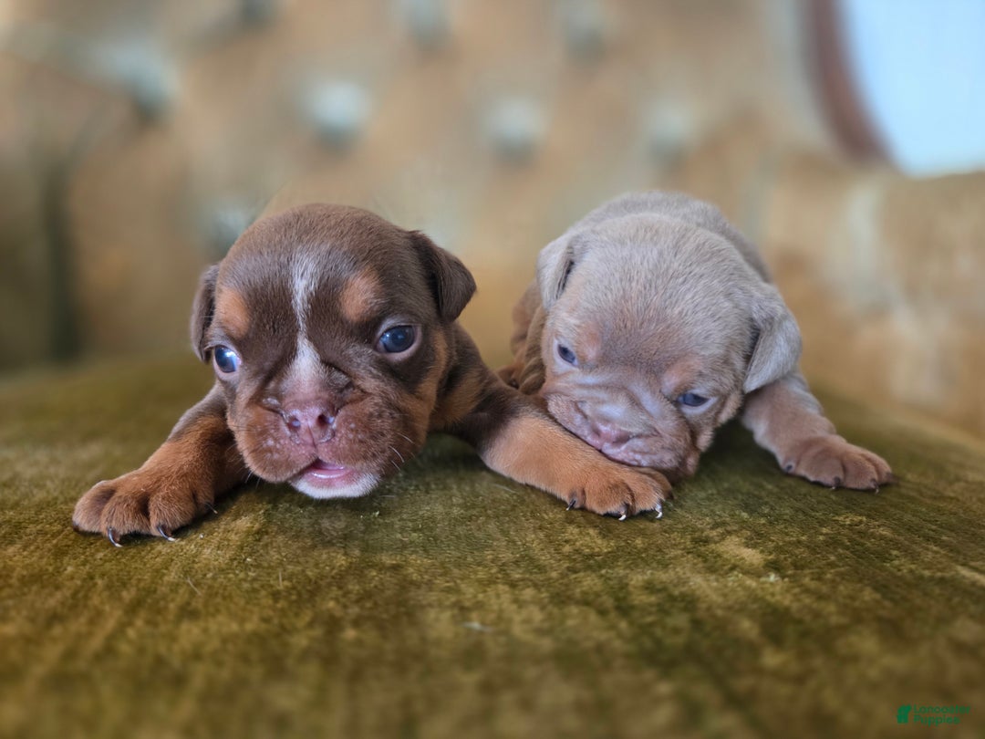 English Bulldog dogs for sale: Boone - Ad 5