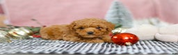 Miniature Poodle dogs for sale: Sadie - Ad 7