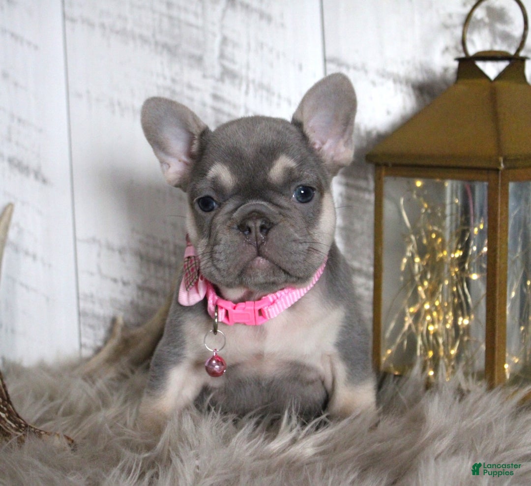 French Bulldog dogs for sale: Stacy - Ad 1