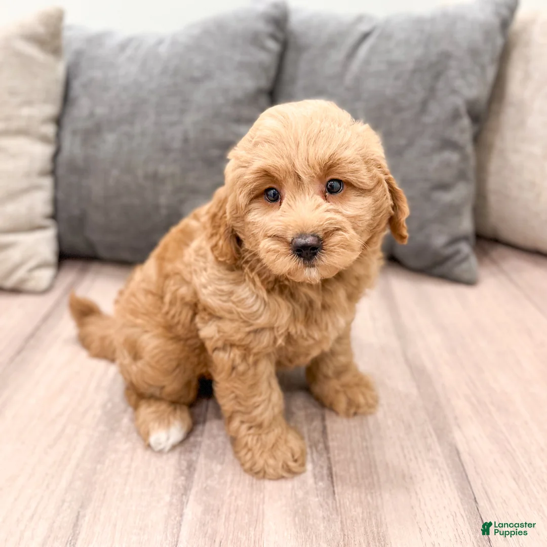 Mini Goldendoodle dogs for sale: Benji - Ad 2