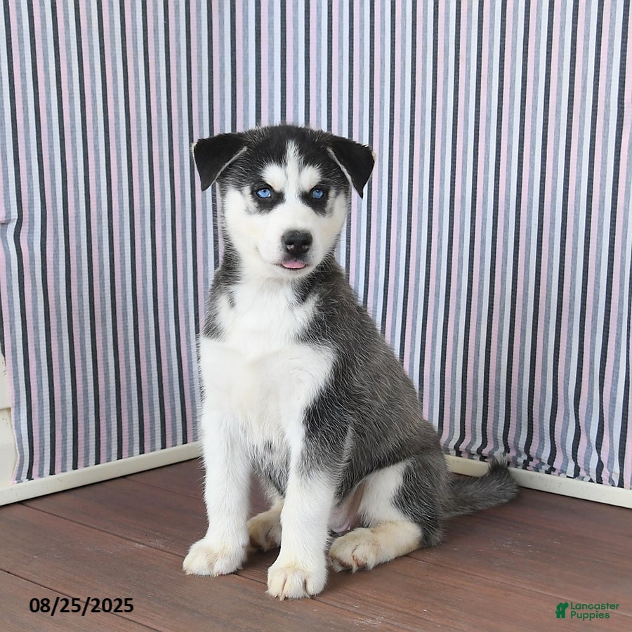 Siberian Husky dogs Fern - Ad 13