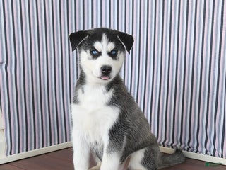 Siberian Husky dogs - Ad 23