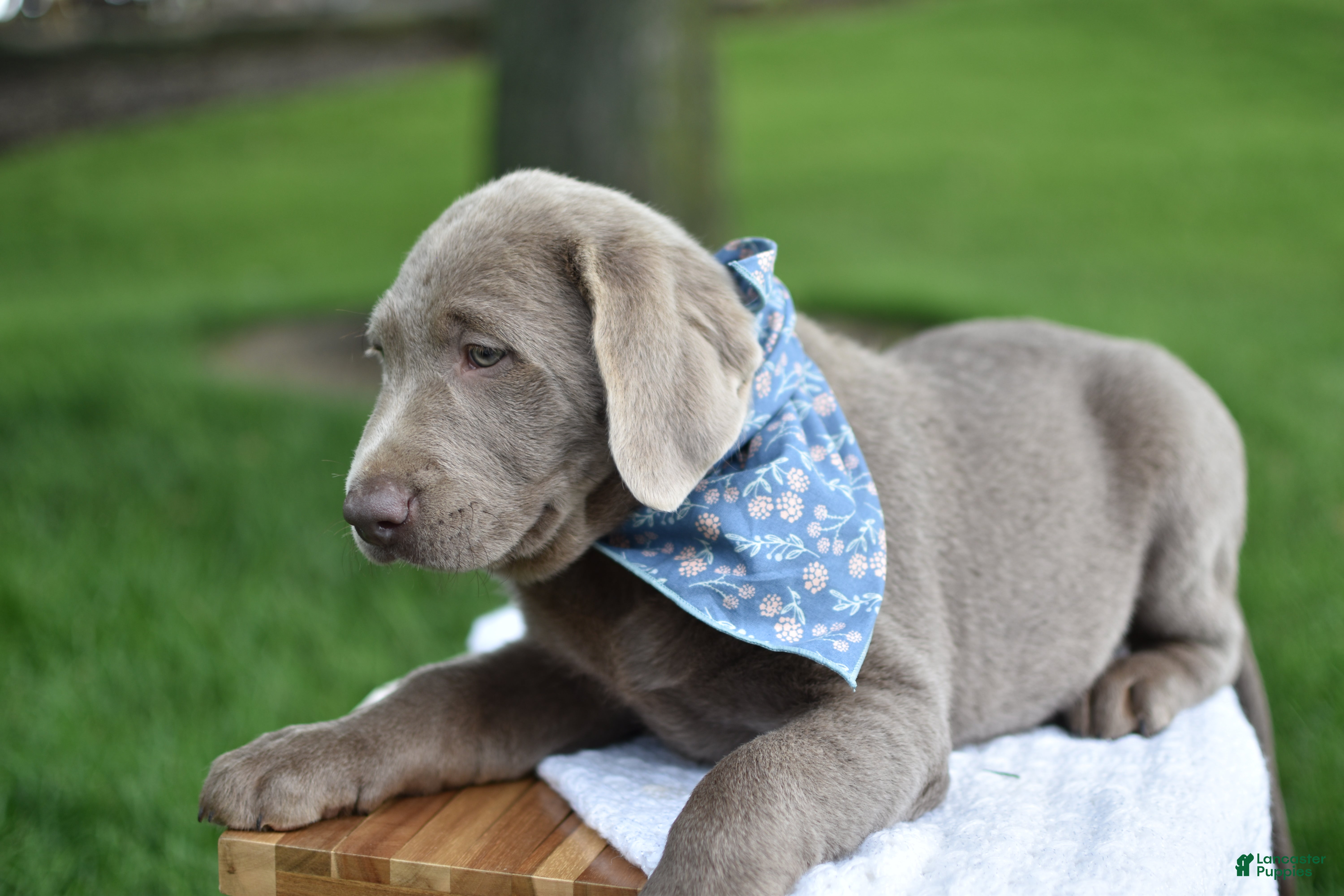 Labrador Retriever dogs Indi - Ad 2