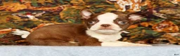 Boston Terrier dogs for sale: Peanut - Ad 3