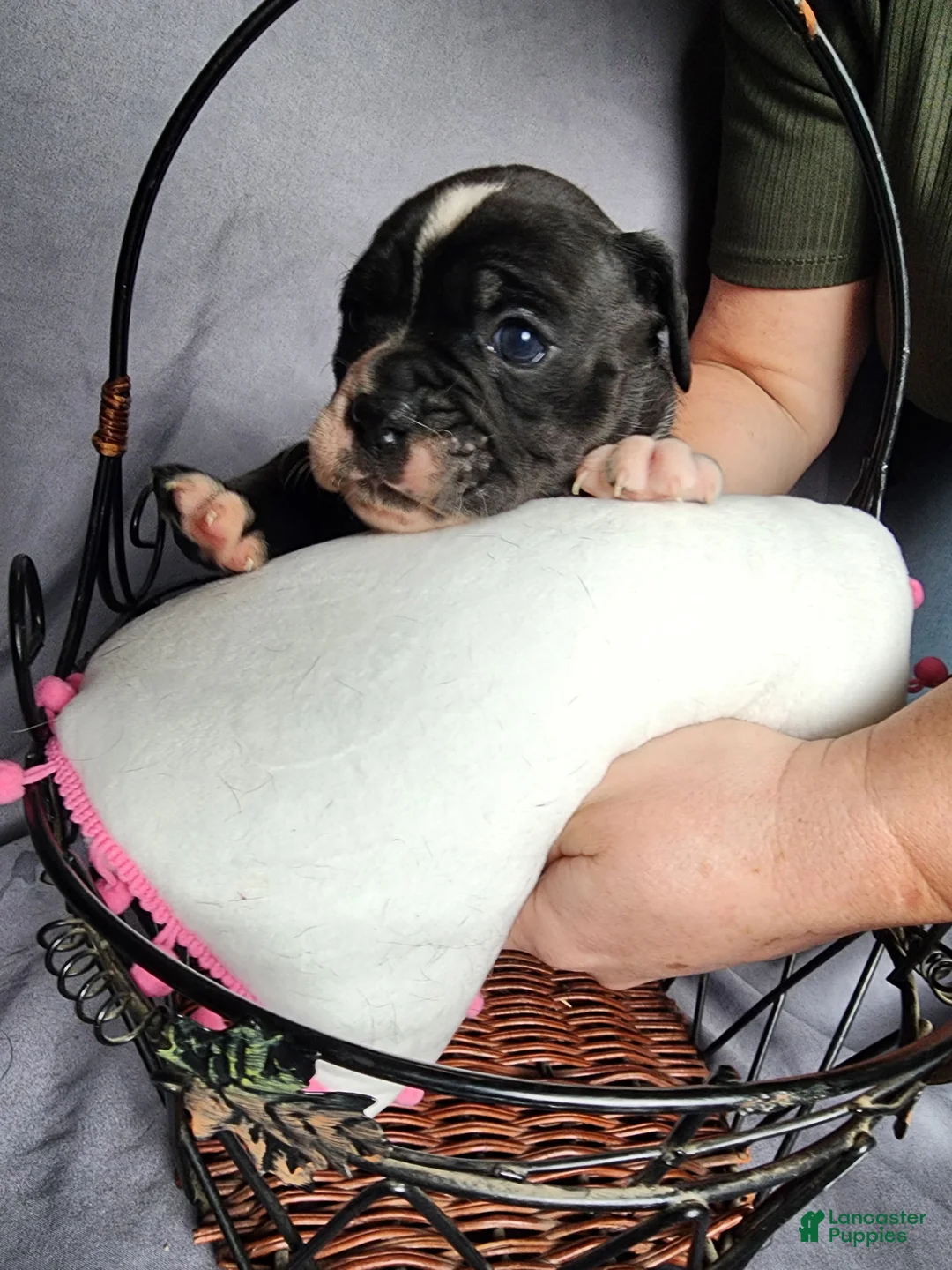 Olde English Bulldogge dogs for sale: Olde English Bulldogge Puppy 2 - Ad 1