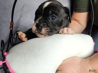 Olde English Bulldogge dogs for sale: Olde English Bulldogge Puppy 2 - Ad 2
