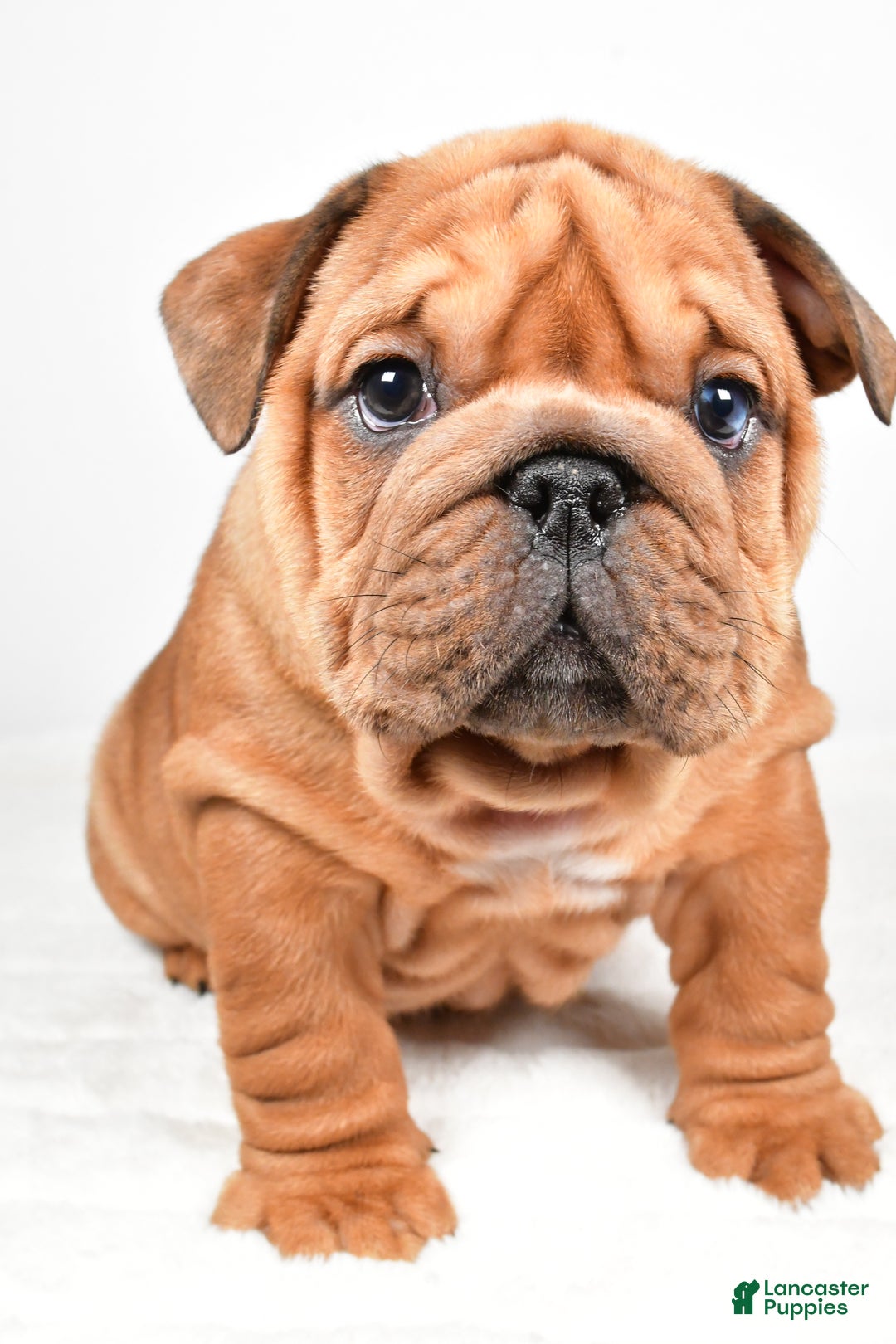 English Bulldog dogs for sale: Travis - Ad 7