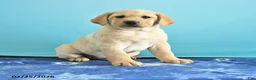 Labrador Retriever dogs for sale: Gabe - Ad 1