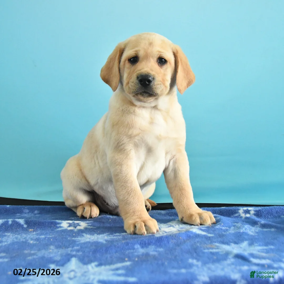 Labrador Retriever dogs for sale: Gabe - Ad 1