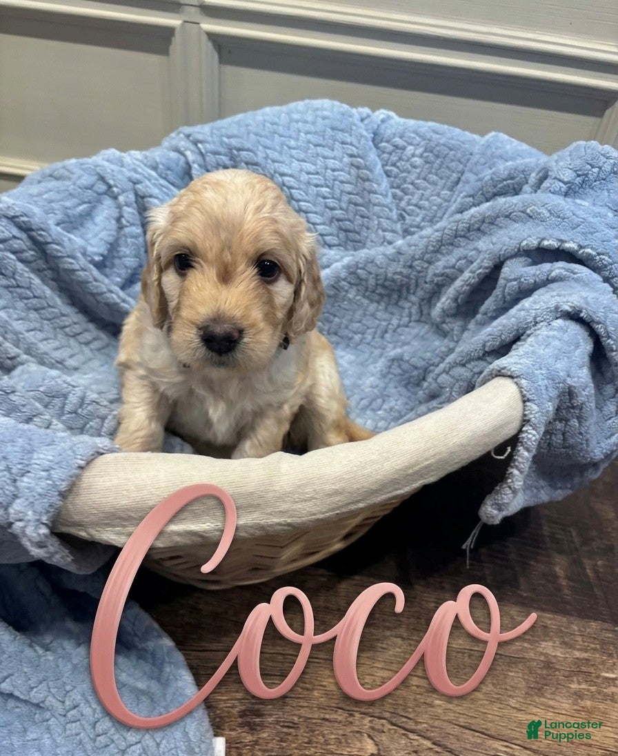 Goldendoodle dogs coco - Ad 3