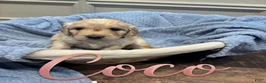 coco