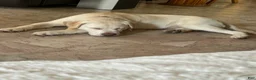 Labrador Retriever dogs for sale: Bear - Ad 4