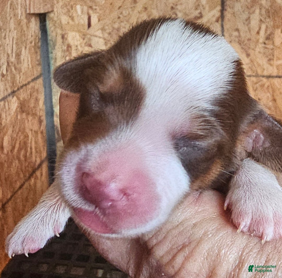 Miniature Dachshund dogs for sale: S-F Split Face Long-haired  - Ad 4