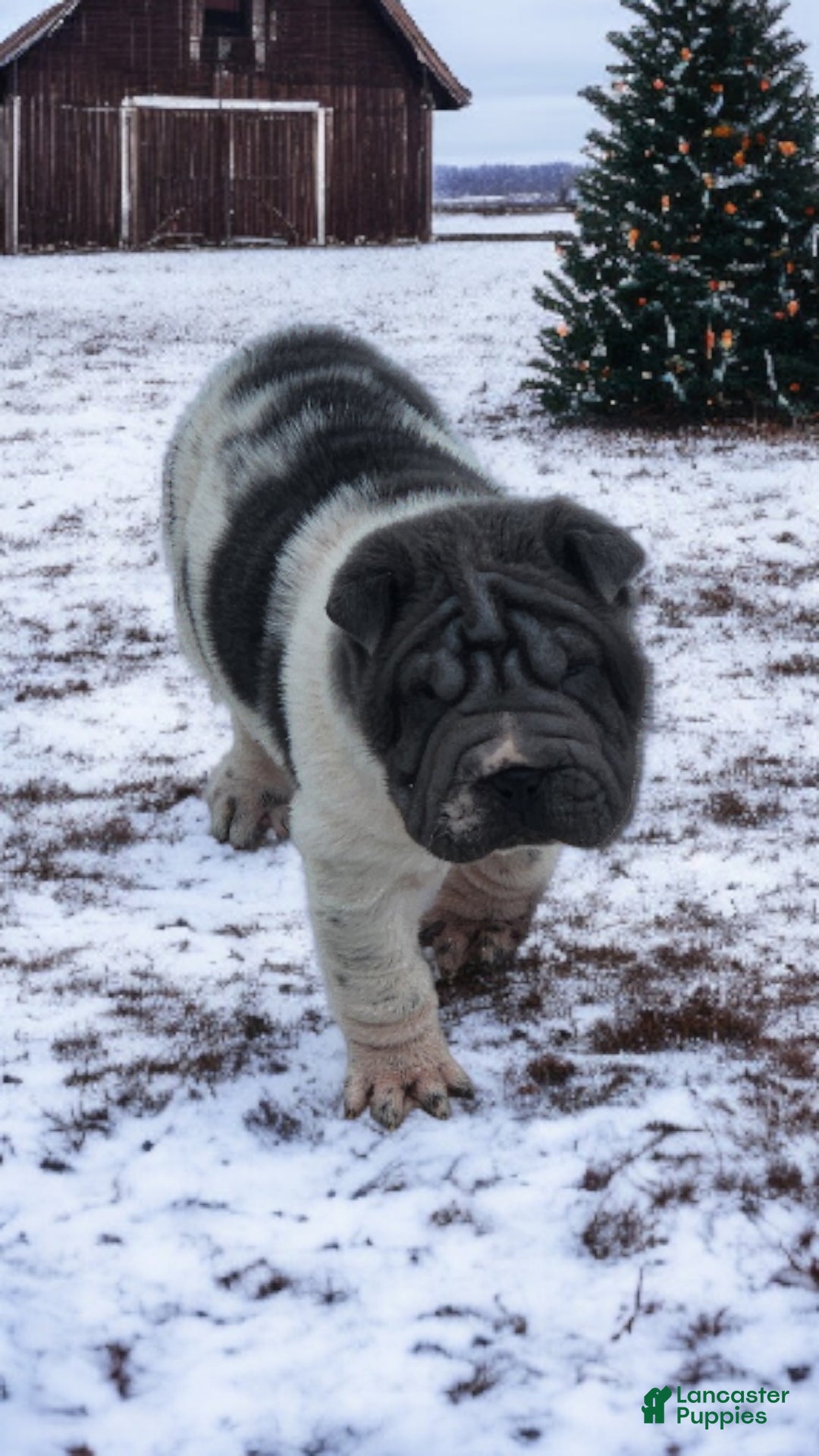 Shar Pei dogs for sale: Bluella blue flower mini - Ad 3