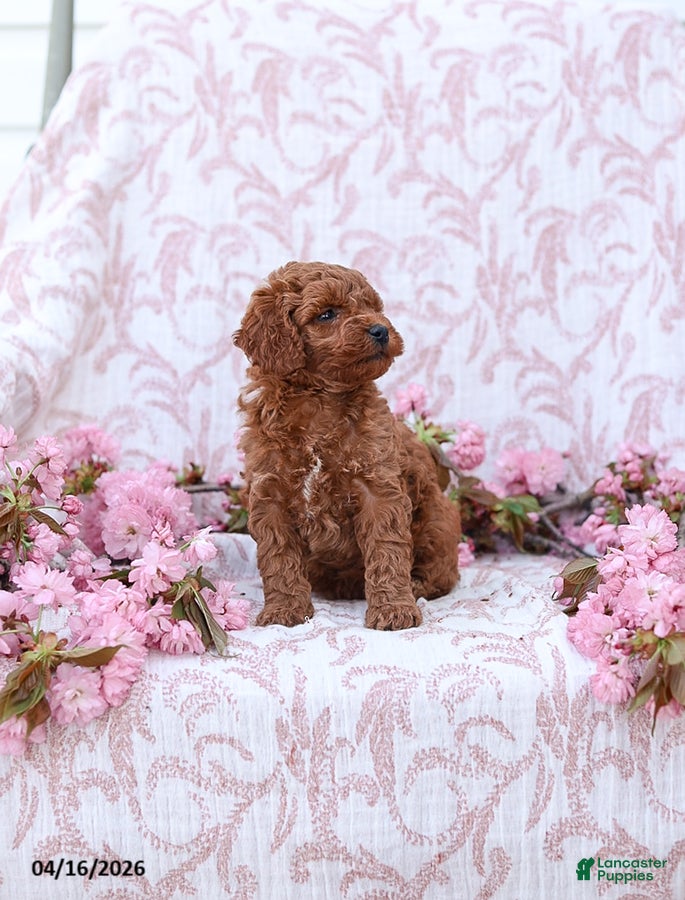 Mini Goldendoodle dogs Cuddles - Ad 2
