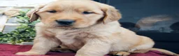 Golden Retriever dogs for sale: Remi - Ad 4
