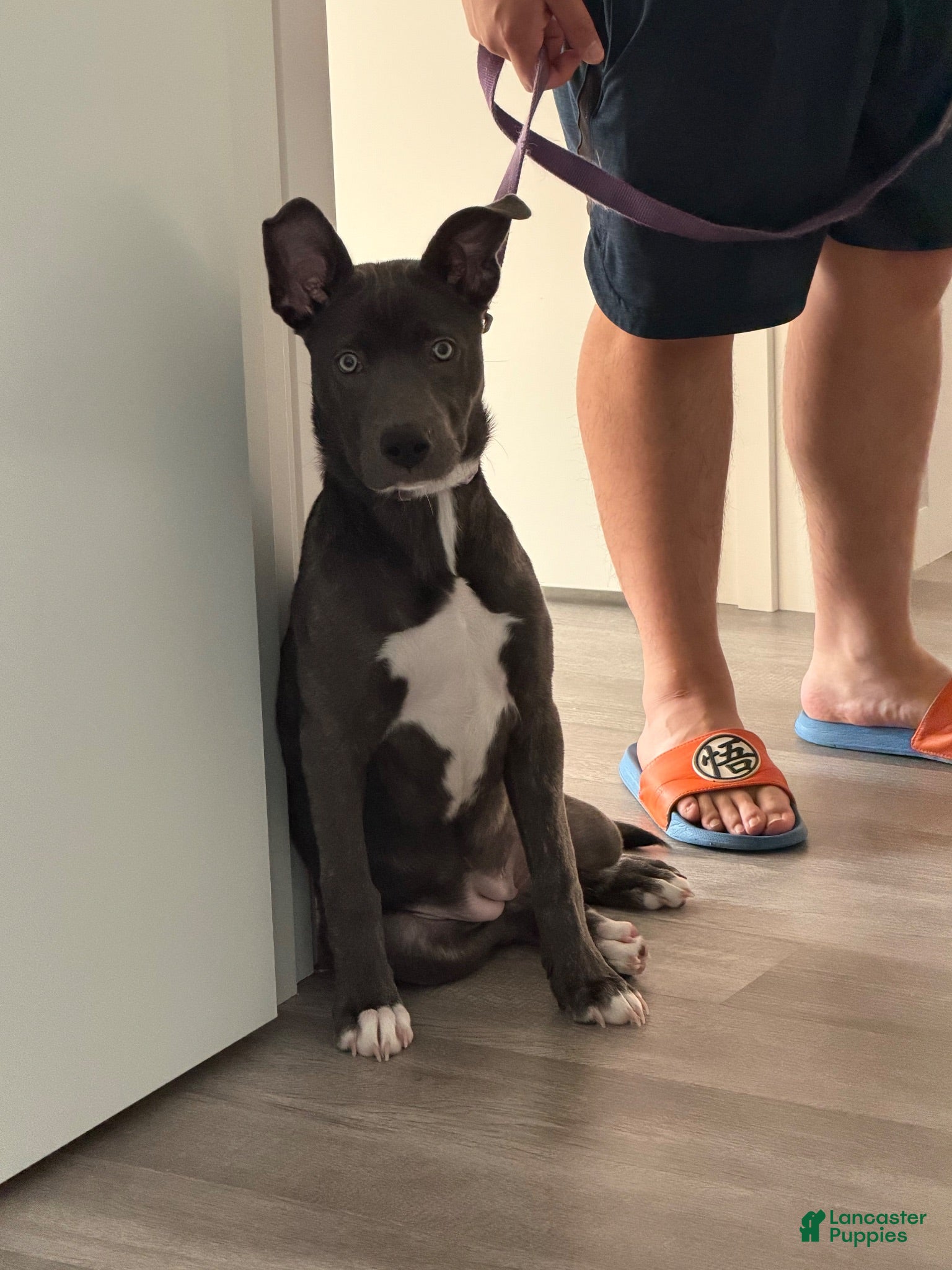 Mixed Breed dogs Tåsi - Ad 10