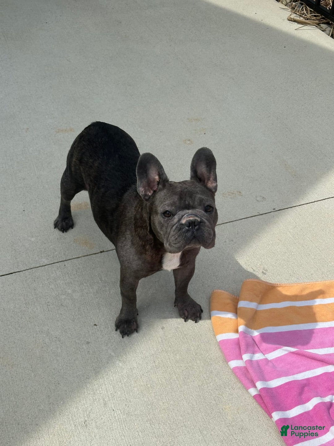 Gallery Image {{count}}