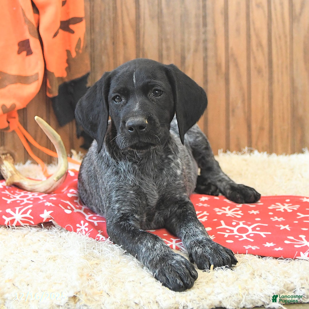 German Shorthaired Pointer dogs for sale: Dakota - Ad 4