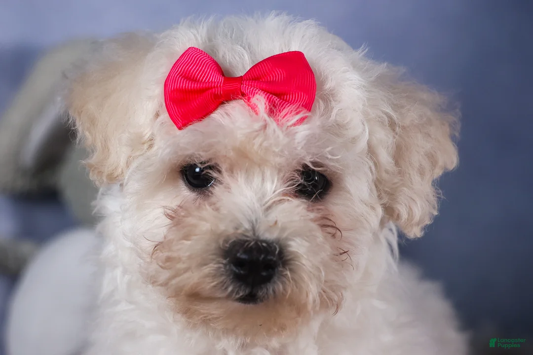 Bichon Frise dogs for sale: Dorria - Ad 6