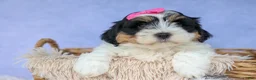 Teddy Bear dogs for sale: TINA - Ad 14