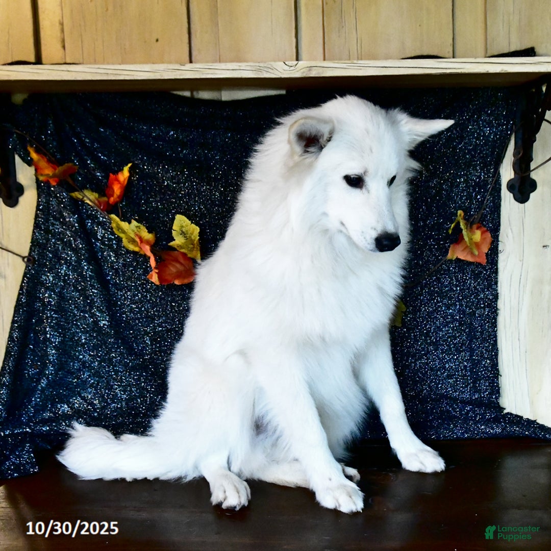 American Eskimo dogs for sale: Parker - Ad 2