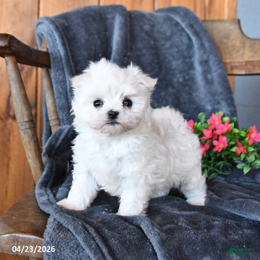 Maltese dogs Frosty - Ad 1