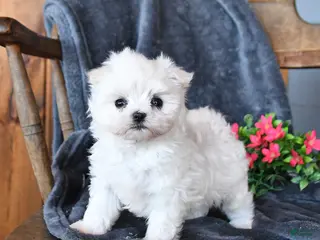 Maltese dogs for sale: Frosty - Ad 2