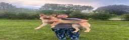German Shepherd dogs for sale: German Shepherd Puppy 5 - Ad 2