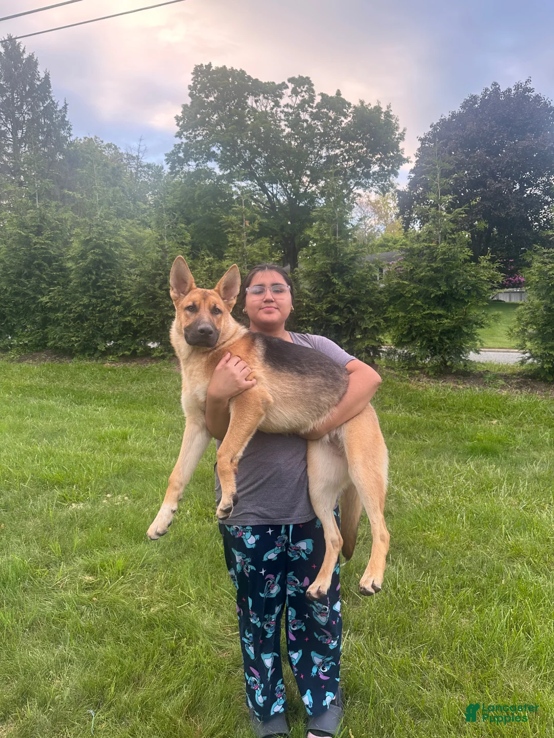 German Shepherd dogs for sale: German Shepherd Puppy 5 - Ad 2