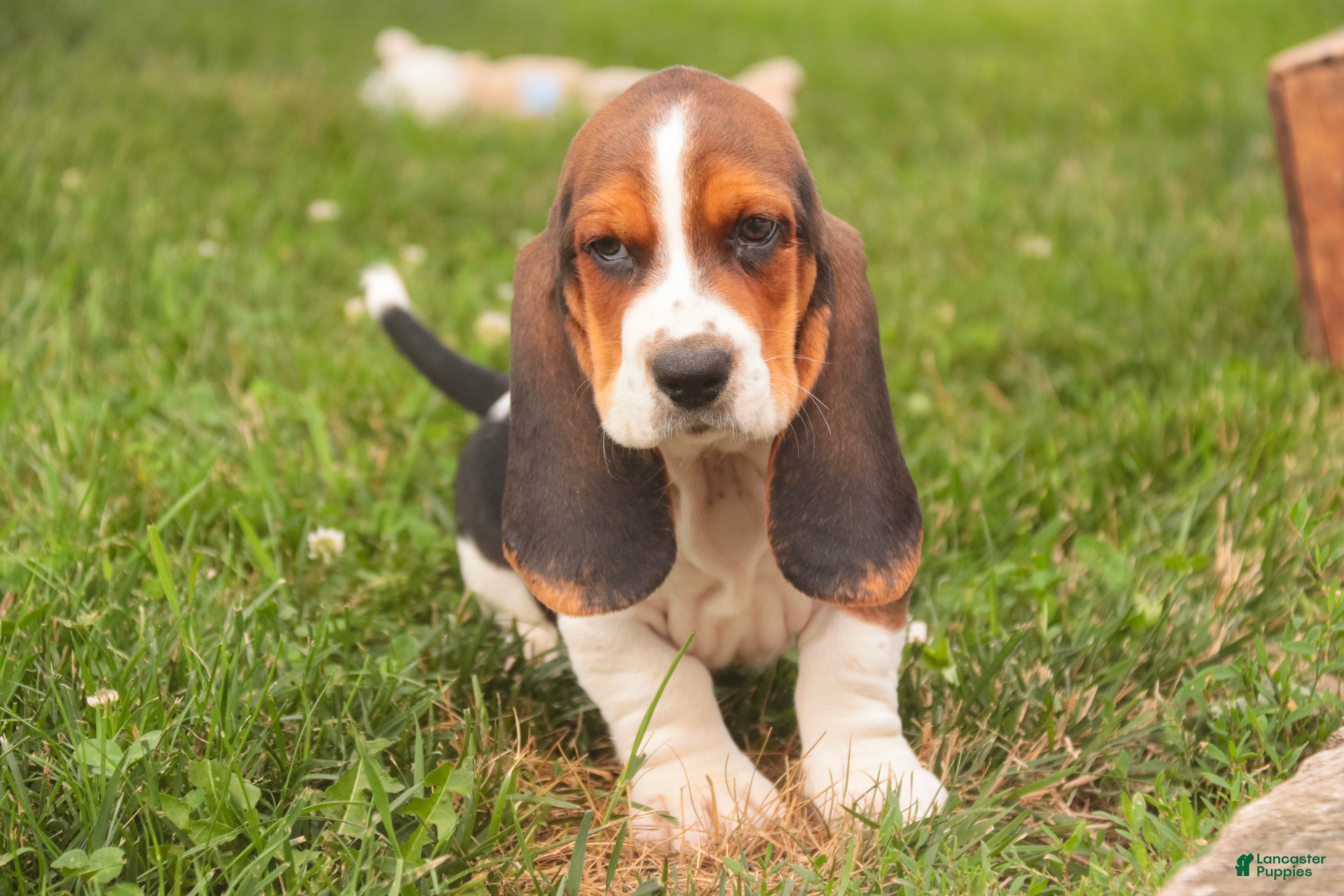 Basset Hound dogs Murphy - Ad 2
