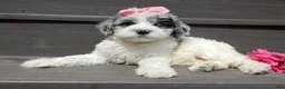 Sheepadoodle dogs for sale: Willow - Ad 5