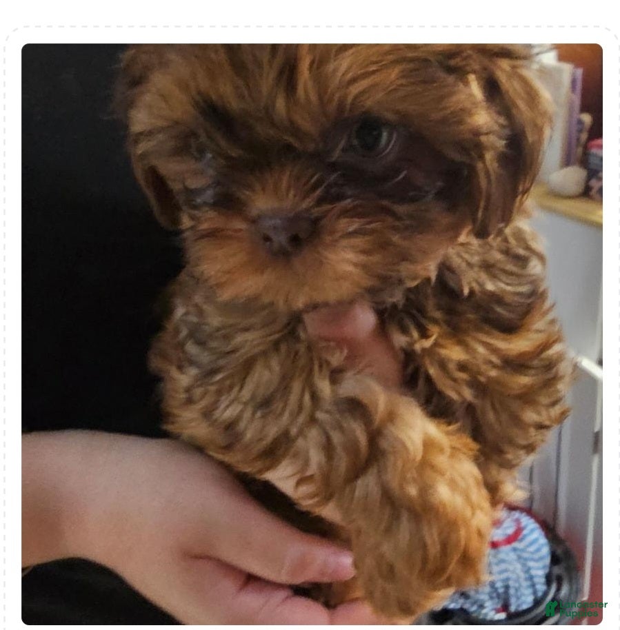 Shih Tzu dogs Iggy - Ad 1