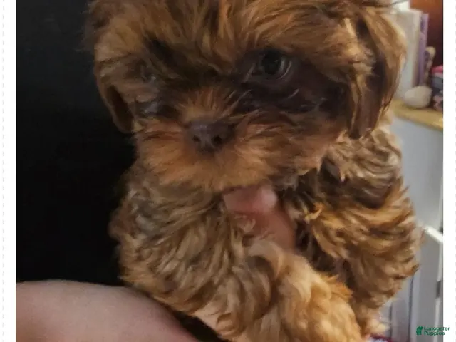 Shih Tzu dogs Iggy - Ad 1