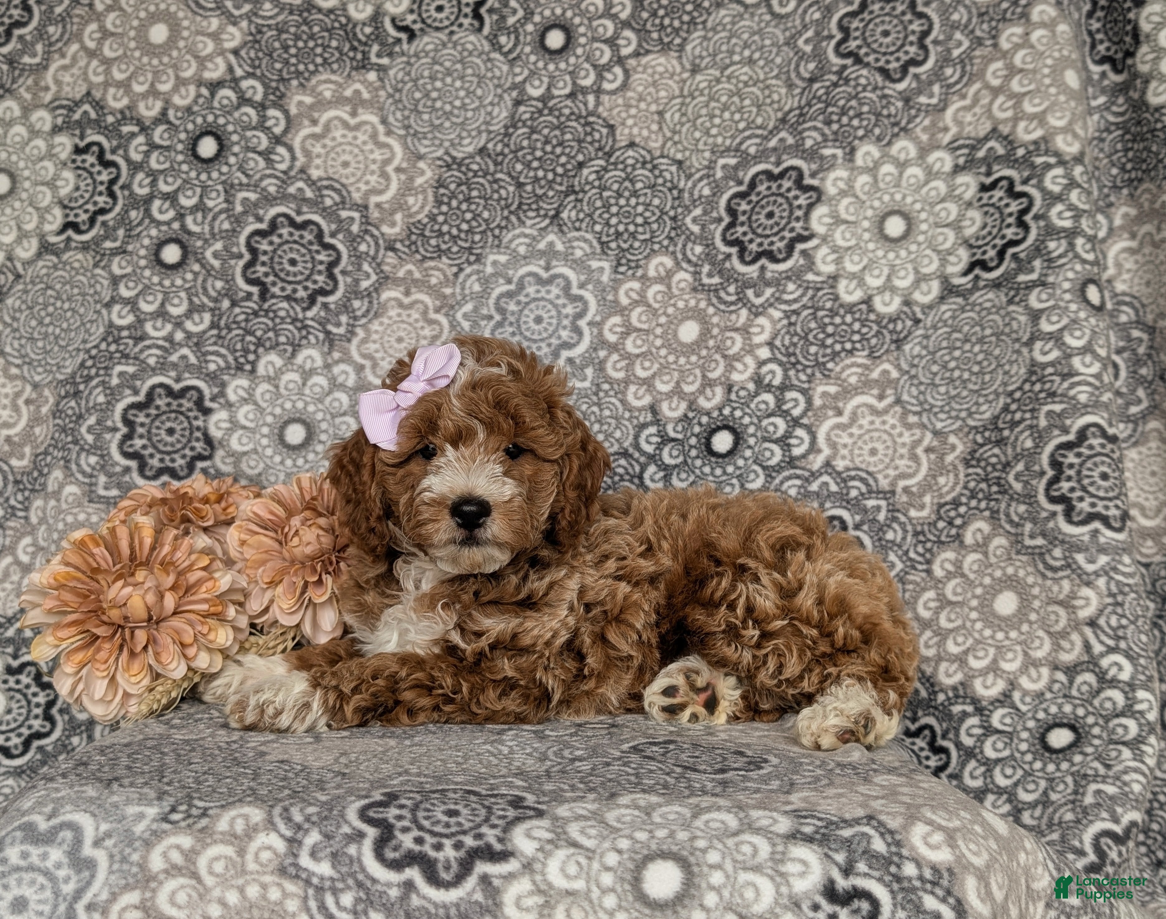 Miniature Poodle dogs for sale: Peyton - Ad 4