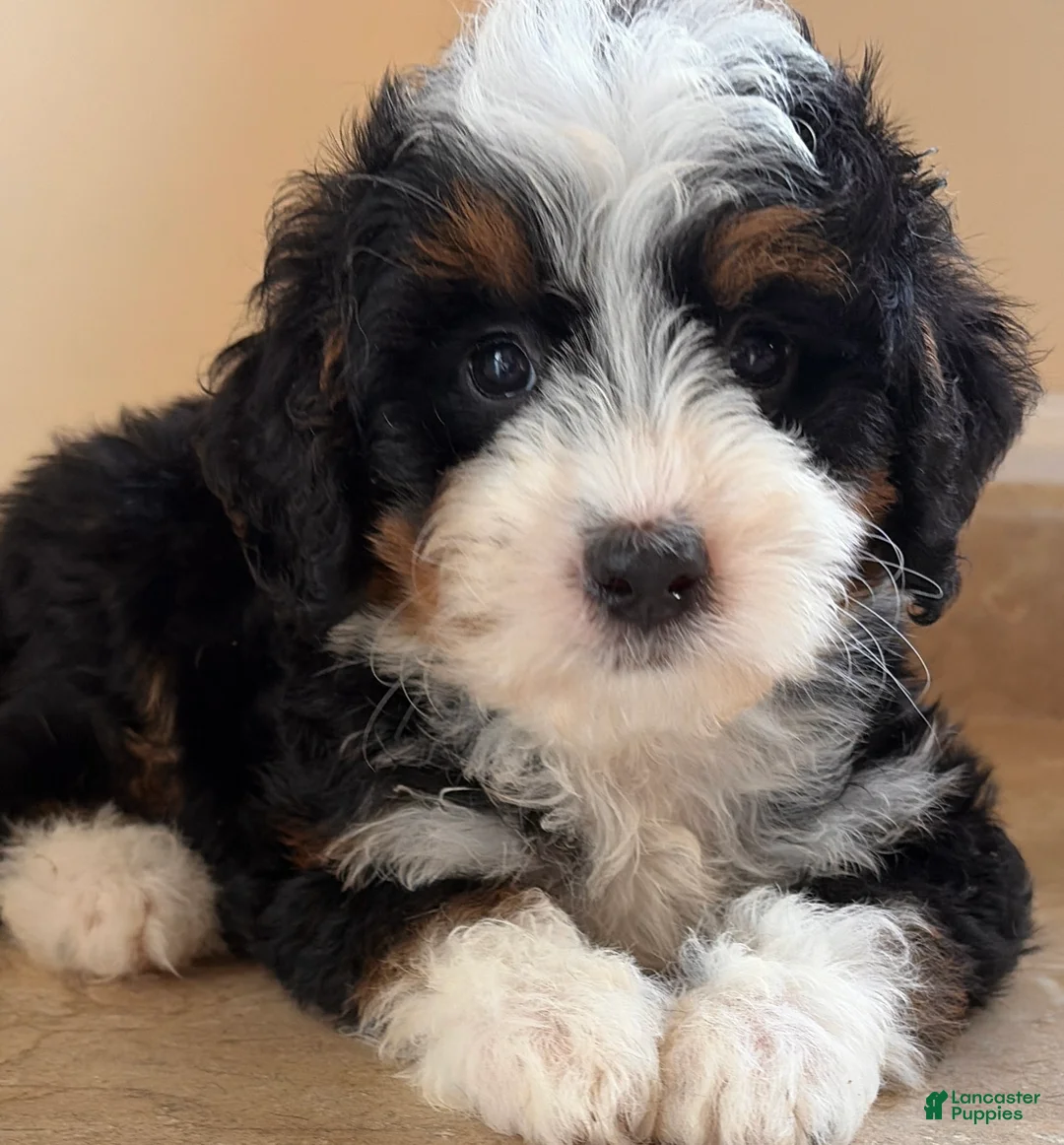 Mini Bernedoodle dogs for sale: 🩵IN BOSTON MASSACHUSETTS AREA🩵TINY TRADITIONAL TRI COLOR🩵MINI BERNEDOODLE🩵 - Ad 5