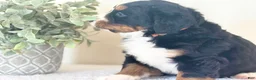 Bernese Mountain Dog dogs for sale: Bernese Mountain Dog Puppy 2 - Ad 3