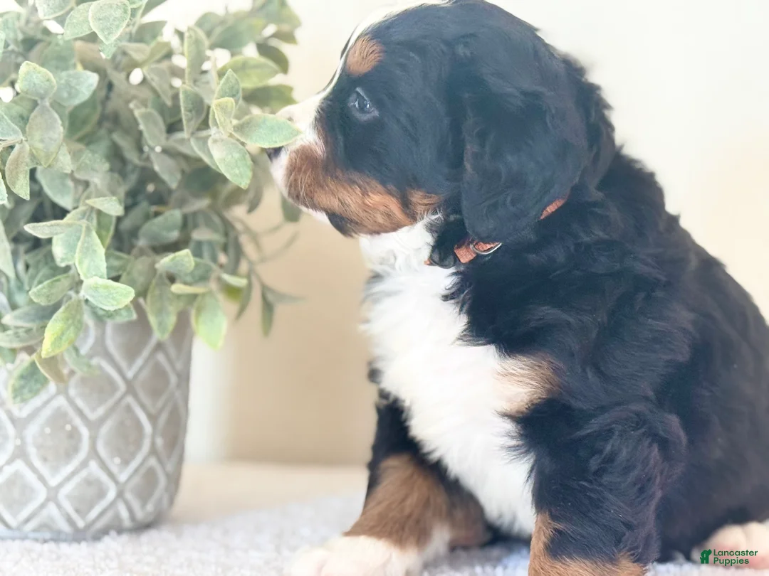 Bernese Mountain Dog dogs for sale: Bernese Mountain Dog Puppy 2 - Ad 3