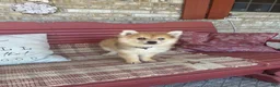 Pomsky dogs for sale: Reese - Ad 7