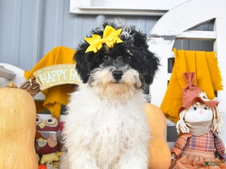 Lhasapoo dogs Oreo - Ad 1