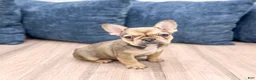 French Bulldog dogs for sale: Misty - Ad 1