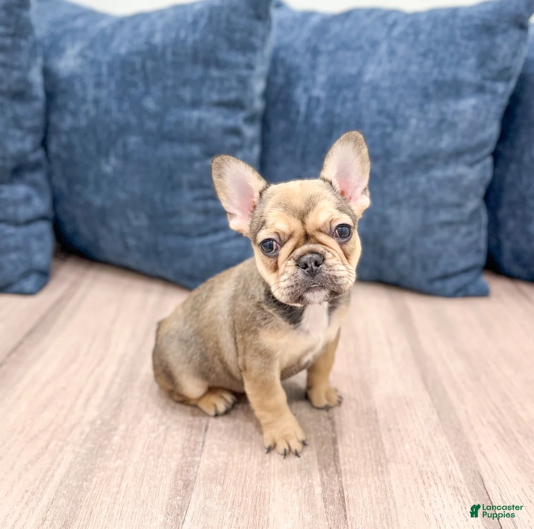 French Bulldog dogs for sale: Misty - Ad 1