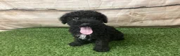 Kerry Blue Terrier dogs for sale: Zeke - Ad 1