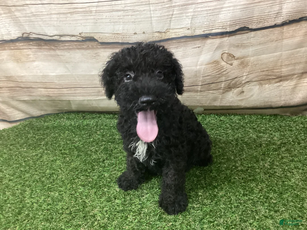 Kerry Blue Terrier dogs for sale: Zeke - Ad 1