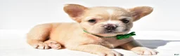 French Bulldog dogs for sale: Paisley - Ad 3
