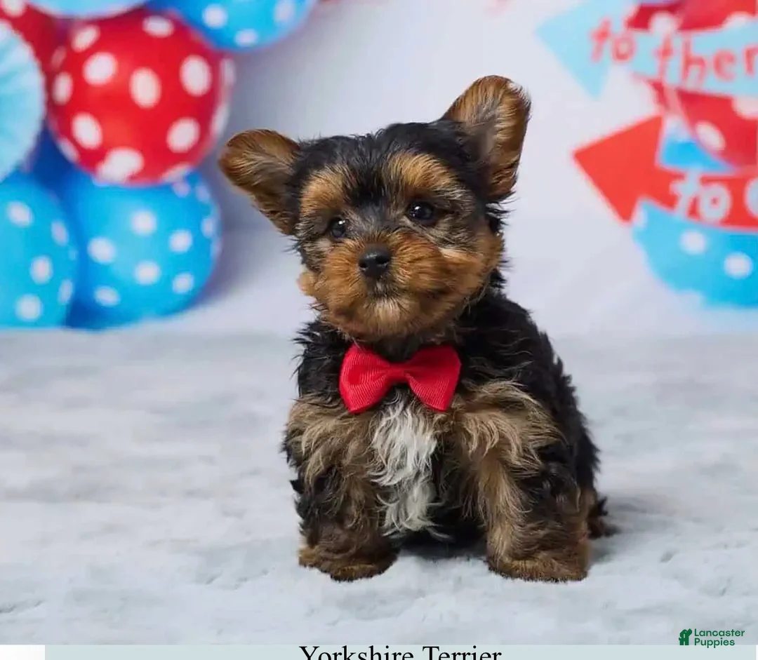 Yorkshire Terrier dogs for sale: Drax - Ad 1