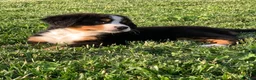 Bernese Mountain Dog dogs for sale: North - Ad 8
