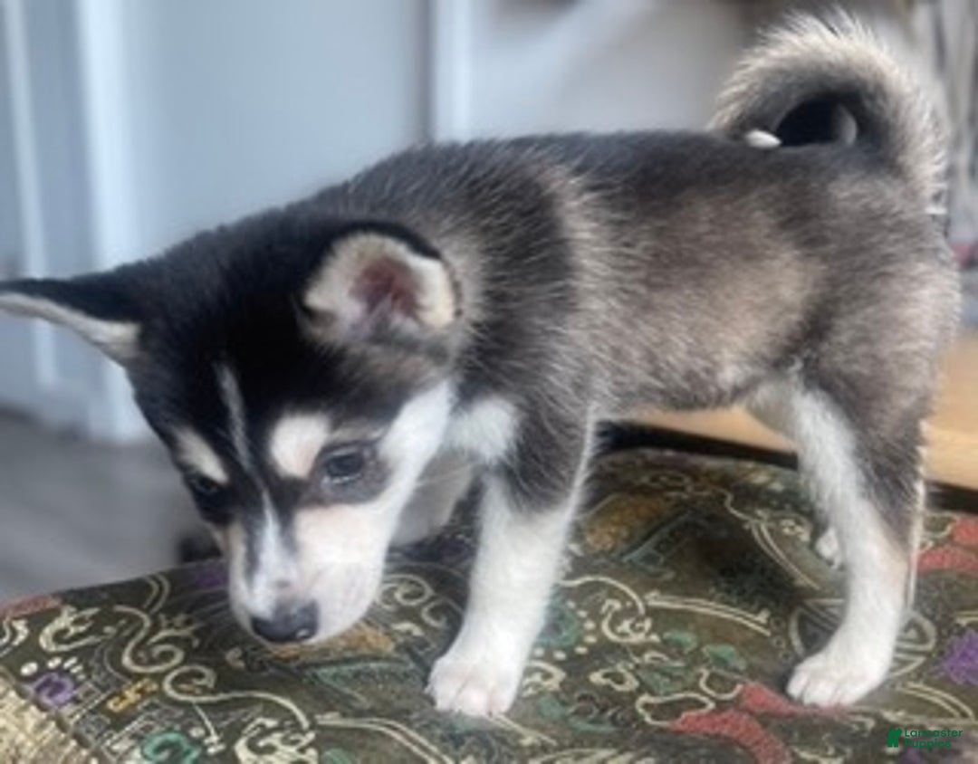 Alaskan Klee Kai dogs for sale: Alyssa - Ad 8
