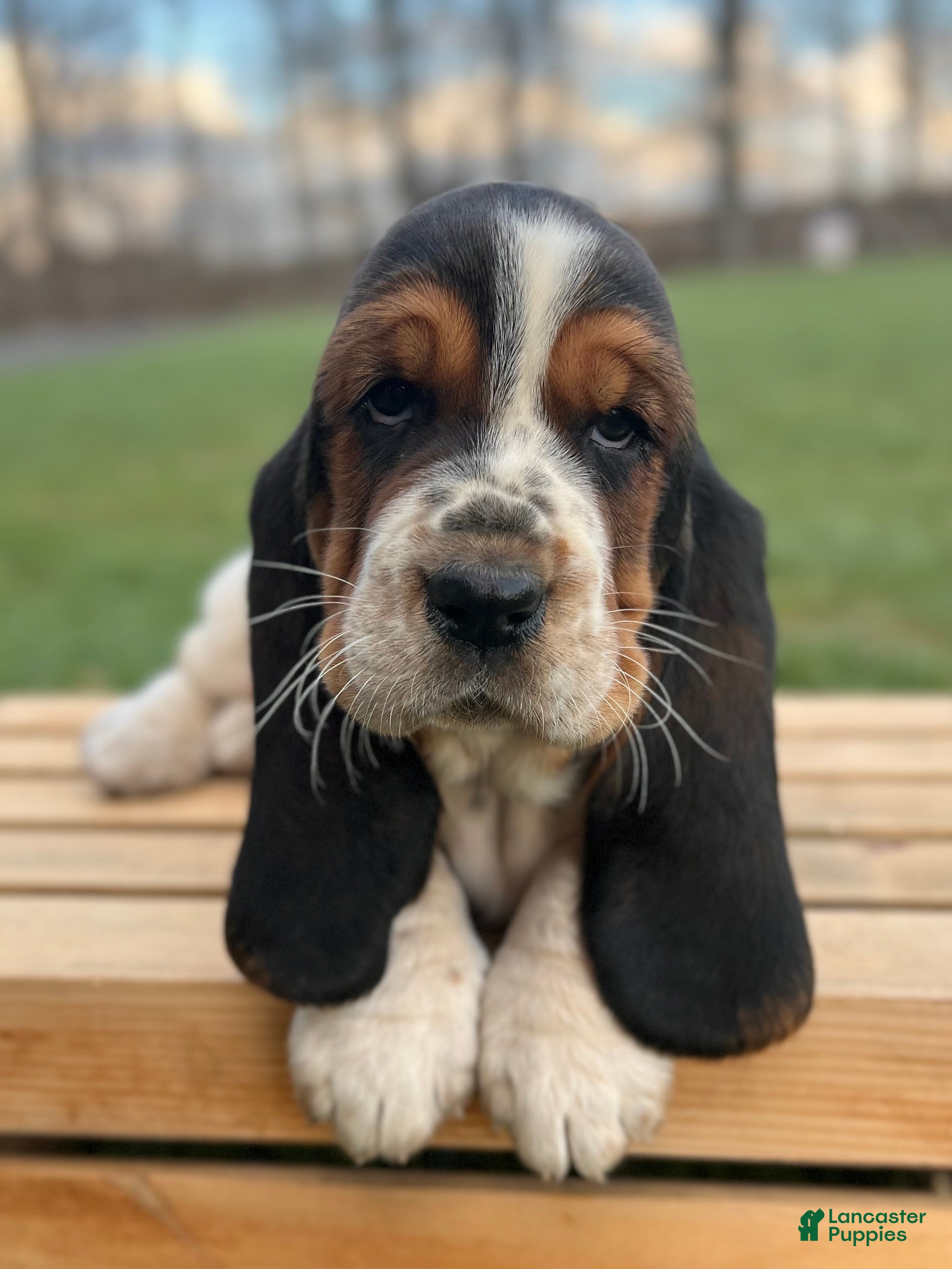 Basset Hound dogs Adelaide - Ad 2