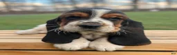 Basset Hound dogs for sale: Adelaide - Ad 2